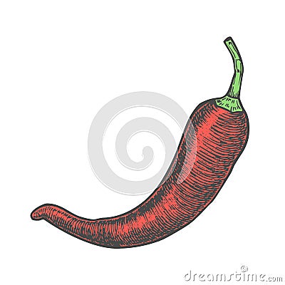 Hand drawn vector illustration of chili pepper sketch style. Doodle vegetable Vector Illustration