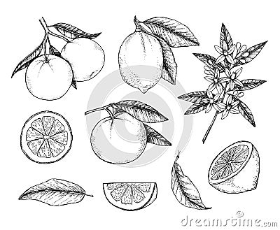 Hand drawn vector illustration - Collections of Lemons and Oranges. Branches with citrus fruits. Flowering plant with leaves. Per Vector Illustration