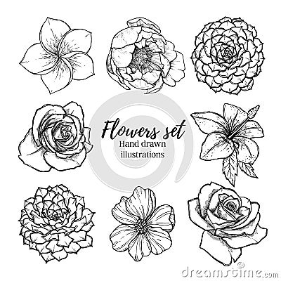 Hand drawn vector illustration - Flowers set succulent, rose, p Vector Illustration