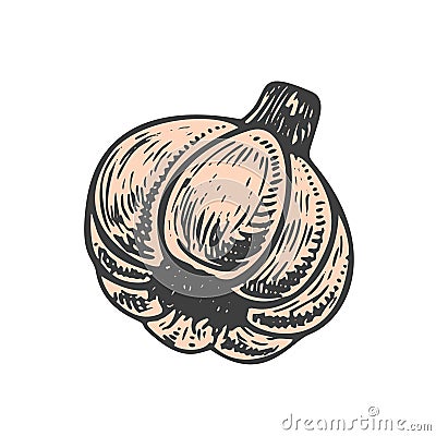 Hand drawn vector illustration of garlic sketch style. Doodle vegetable Vector Illustration