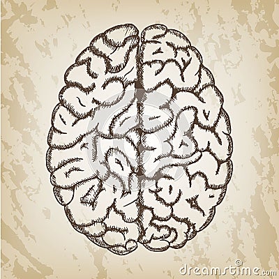 Hand drawn vector illustration - Human brain sketch Vector Illustration