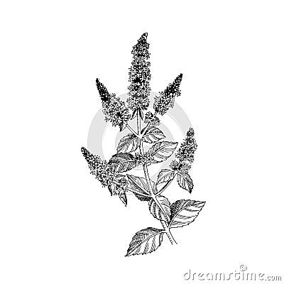 Hand-drawn Brandy mint. Medicinal herb Vector Illustration