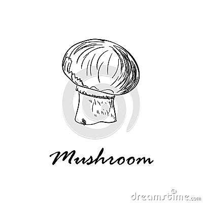 Hand drawn vector illustration of mushroom isolated on white Vector Illustration