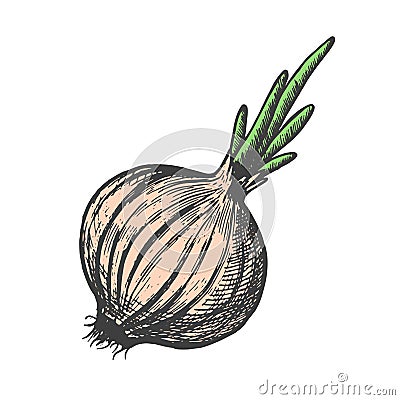 Hand drawn vector illustration of onion sketch style. Doodle vegetable Vector Illustration