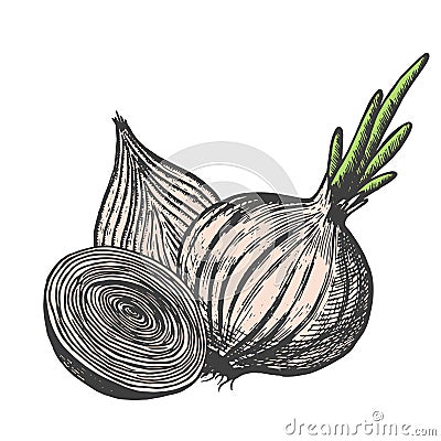 Hand drawn vector illustration of onion sketch style. Doodle vegetable elements Vector Illustration