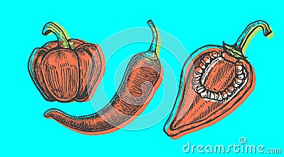 Hand drawn vector illustration of peppers set sketch style. Doodle vegetable Vector Illustration