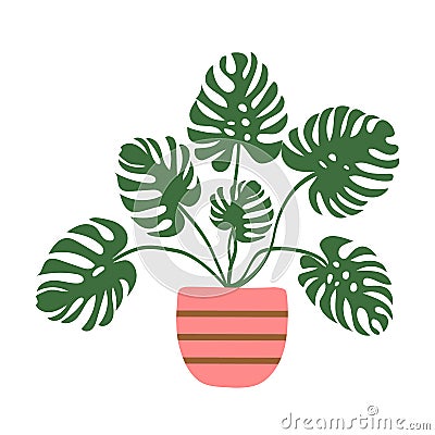 Hand drawn vector illustration of potted monstera houseplant in pink striped pot. Room plants interior decoration urban jungle Vector Illustration
