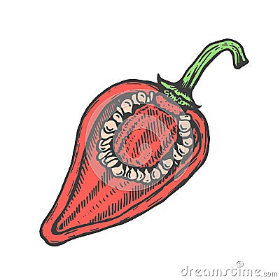 Hand drawn vector illustration of red cut pepper sketch style. Doodle vegetable Vector Illustration