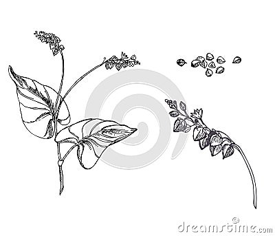 Hand drawn vector illustration set of buckwheat, grain. sketch. Vector eps 8 Vector Illustration