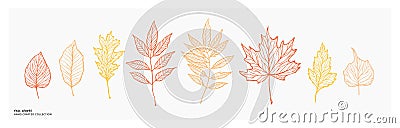 Hand drawn vector illustration. Set of fall leaves, maple leaf, acorn leaf. Forest design elements. Botanical linear drawings. Vector Illustration