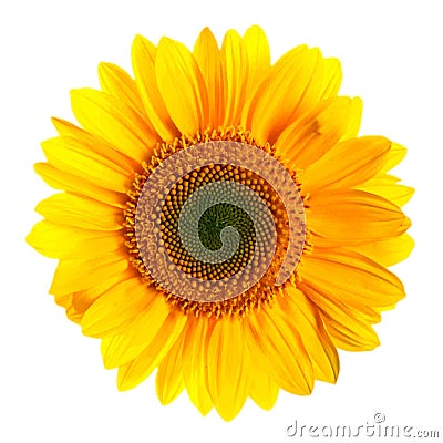 Hand-drawn vector illustration of sunflower - Heliantus annual. Realistic image in bright colors with highlights and Vector Illustration