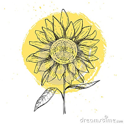 Hand drawn vector illustration - Sunflowers. Vintage Vector Illustration