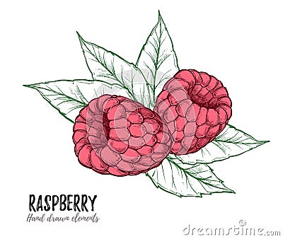 Hand drawn vector illustration. Sweet raspberry. Isolated on whi Vector Illustration