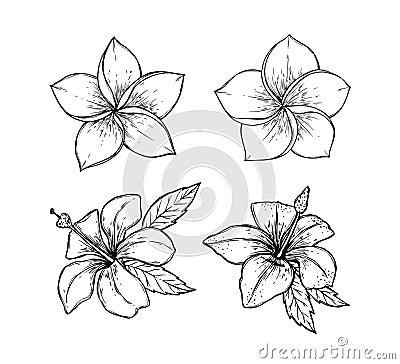 Hand drawn vector illustration - tropical flowers. Summer time. Vector Illustration