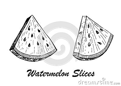 Hand drawn vector illustration - watermelon slices. Botanical food illustration. Vector Illustration