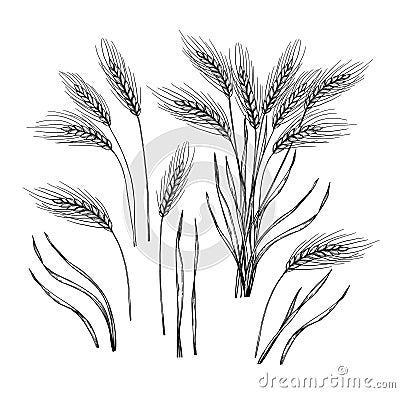 Hand drawn vector illustration - Wheat. Engraving rustic design elements branches and stalks of cereals. Perfect for Vector Illustration