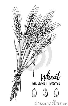 Hand drawn vector illustration - Wheat. Tribal design elements. Vector Illustration