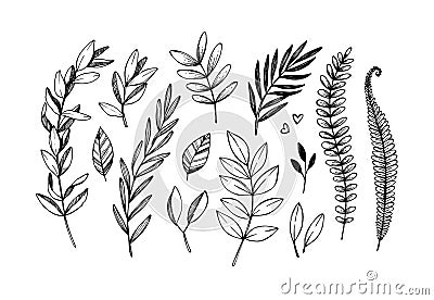 Hand drawn vector illustrations. Botanical branches of eucalyptus and fern. Floral design elements. Tattoo sketches. Perfect for Vector Illustration