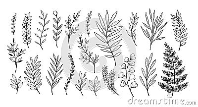 Hand drawn vector illustrations. Botanical branches of eucalyptus and fern. Floral design elements. Tattoo sketches. Perfect for Vector Illustration