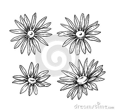 Hand drawn vector illustrations. Herb medicinal chamomile. Clipart in sketch style. Perfect for cosmetics labels, invitations, ca Vector Illustration