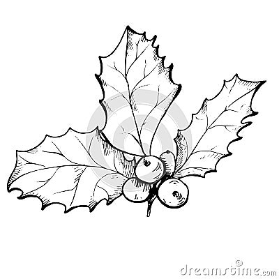 Holly berry sketch illustration Vector Illustration