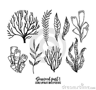 Hand drawn vector illustrations. Seaweed. Herbal plants in sketch style. Perfect for labels, invitations, cards, leaflets, prints Vector Illustration