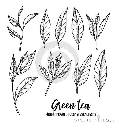Hand drawn vector illustrations. Set of green tea leaves. Herbal Vector Illustration