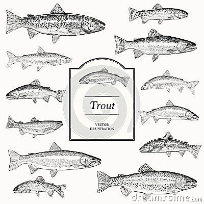 Hand Drawn Vector Illustrations of Trout Vector Illustration