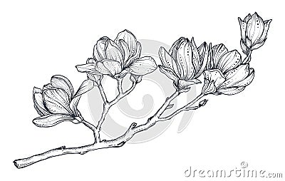 Hand drawn vector magnolia branch. Beautiful romantic elegant floral element. Vector Illustration