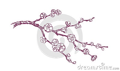Hand drawn vector pink plum blossom illustration Vector Illustration