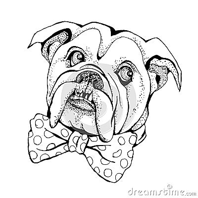 Hand Drawn Vector Portrait of dog Bulldog. Vector Illustration