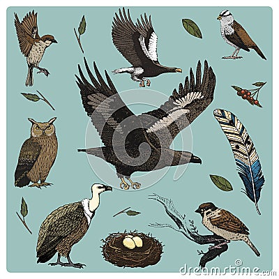 Hand drawn vector realistic bird, sketch graphic style, set of domestic. griffon vultures and owl. dove and sparrow Vector Illustration