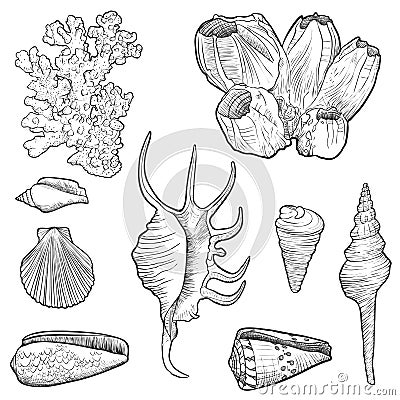 Hand drawn vector seashells Vector Illustration