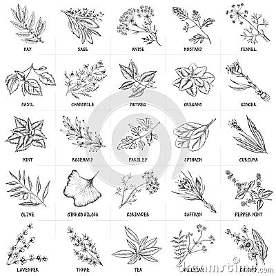 Hand drawn vector set of herbs and spices vintage Vector Illustration