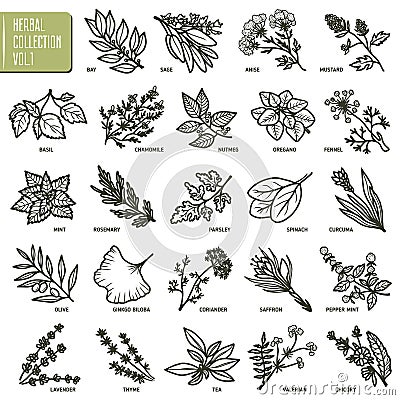 Hand drawn vector set of herbs and spices vintage illustrations. Vector Illustration