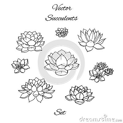 Hand drawn vector succulents contours set isolated Vector Illustration