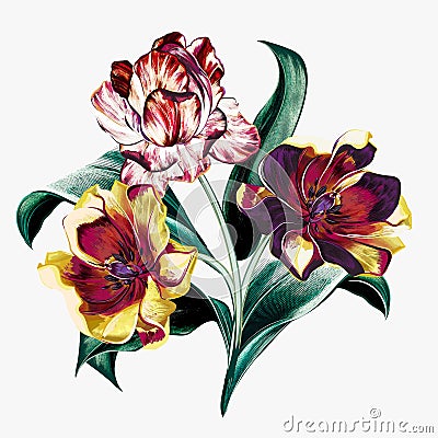 Hand drawn vector tulips in vintage botanical style for design Stock Photo