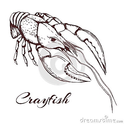 Hand drawn vector vintage illustration of crayfish on white background. engraved crawfish graphic. ink sketch of seafood. Outline Cartoon Illustration