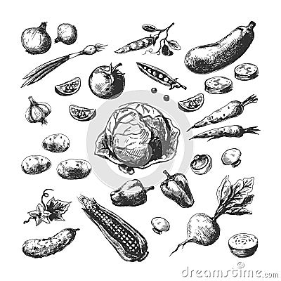 Hand drawn vegetables. Corn tomato potato beet carrot onion. Farm garden organic vegetarian food. Sketch set Vector Illustration