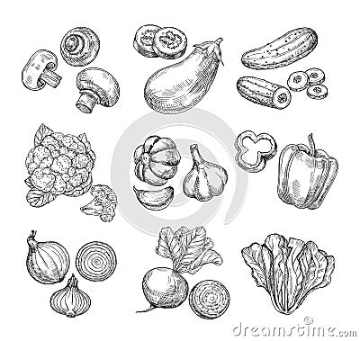 Hand drawn vegetables. Garden cauliflower, pepper and eggplant, champignons. Fresh vegan products. Sketch vegetable Vector Illustration