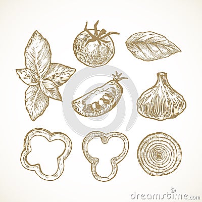 Hand Drawn Vegetables and Herbs Vector Illustrations Collection. Tomato, Basil, Bell Pepper and Onion Rings and Garlic Vector Illustration