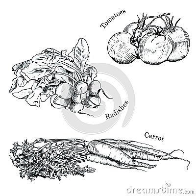 Hand drawn vegetables ink sketches set. Vector Illustration