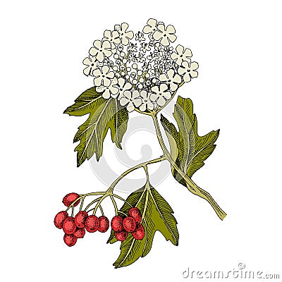 Hand drawn viburnum with berries and blossoms Vector Illustration