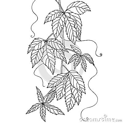 Hand drawn vine branch, grape leaves illustration for coloring books in vector Cartoon Illustration