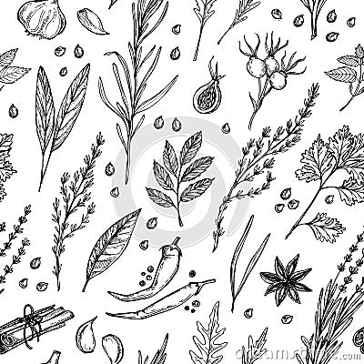 Hand drawn vintage background - herbs and spices. Vector seamless pattern. Organic drug plants. Botanical illustrations. Vector Illustration