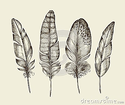 Hand drawn vintage bird feathers. Sketch writing feather. Vector illustration Vector Illustration