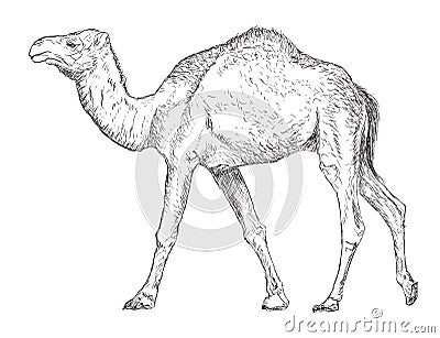 Hand Drawn Vintage Camel - Vector Stock Photo