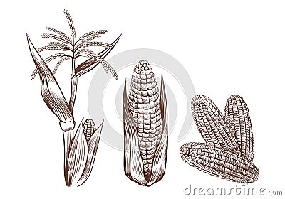 Hand drawn vintage corn. Cereal plants sketch drawing. Agriculture harvest. Maize cobs, stalk with leaves and flower Vector Illustration