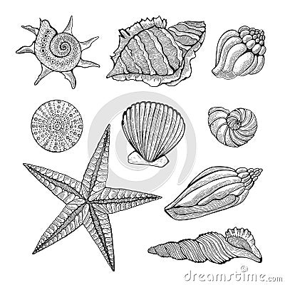 Hand drawn vintage graphic illustration with realistic seashells. Marine elements for design menu, recipes, decoration Vector Illustration