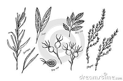 Hand drawn vintage illustration - herbs and spices (sage, tarragon, wild rose and thyme). Vector Vector Illustration